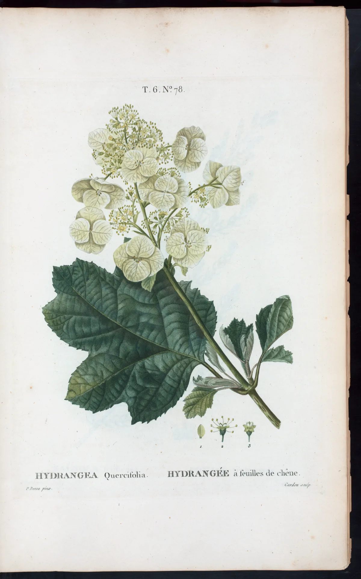 Oakleaf Hydrangea (Hydrangea quercifolia), botanical illustration
