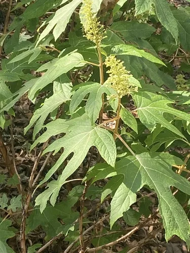 Photo: (c) Hayes Valentine, some rights reserved (CC BY) · cc-by · via iNaturalist Oakleaf Hydrangea (Hydrangea quercifolia), photograph
