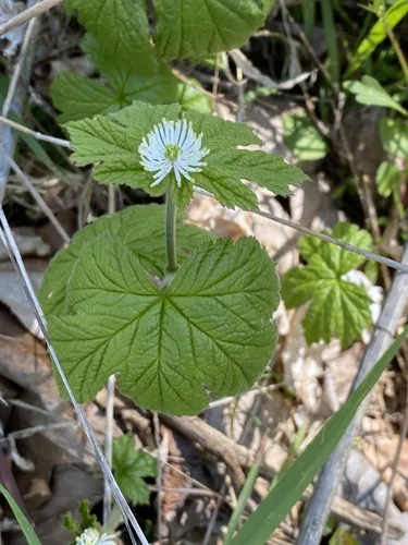 Goldenseal (Hydrastis canadensis), photograph