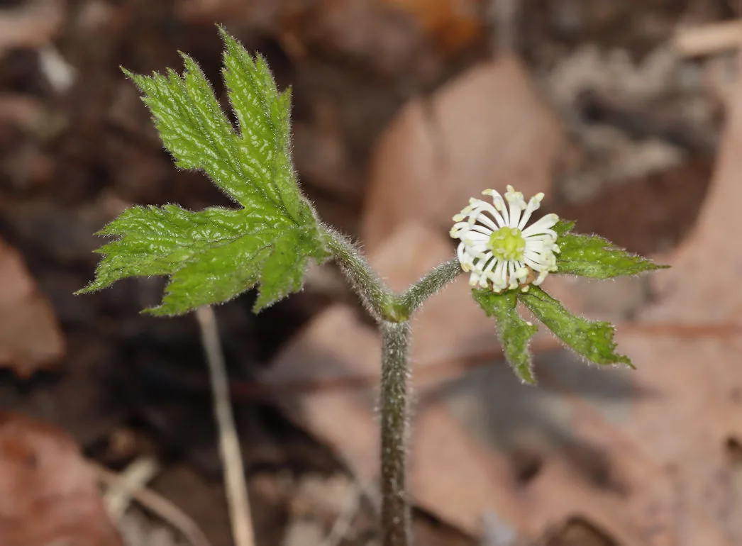Photo: hr_dragonfly, via iNaturalist · CC BY · via GBIF goldenseal (Hydrastis canadensis), photograph