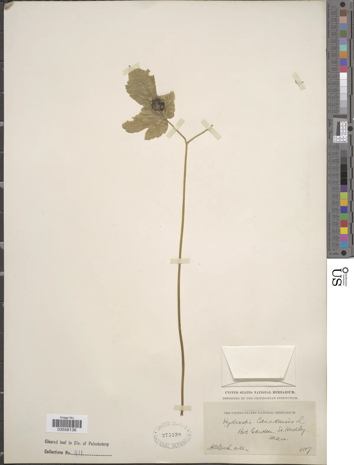 Goldenseal (Hydrastis canadensis), photograph