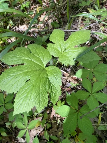 Photo: no rights reserved · cc0 · via iNaturalist Goldenseal (Hydrastis canadensis), photograph