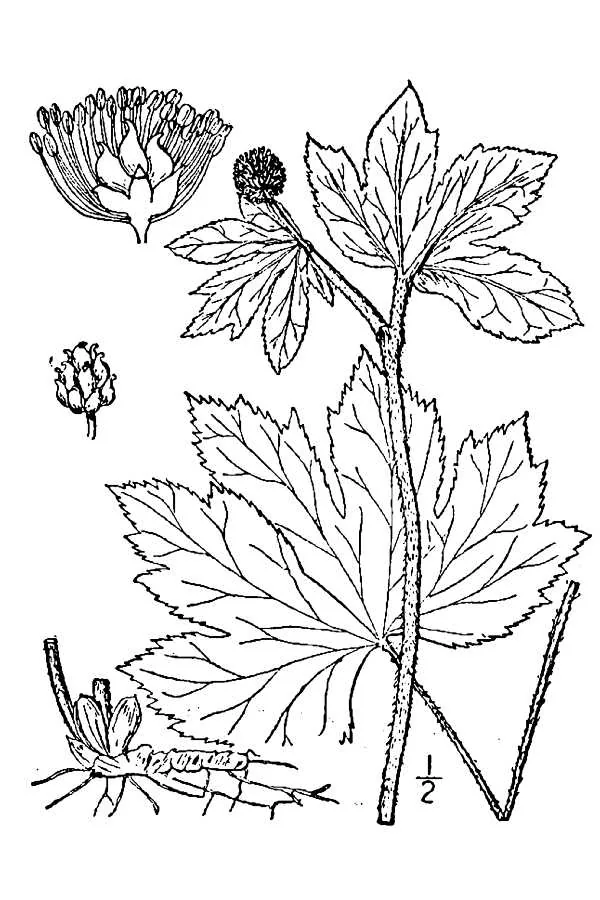 Goldenseal (Hydrastis canadensis), botanical illustration