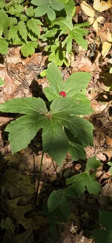 Goldenseal (Hydrastis canadensis), photograph