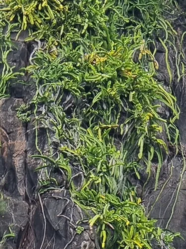 Dragonfruit (Selenicereus undatus), photograph