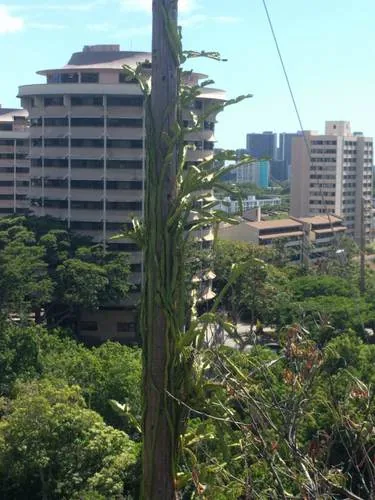 Dragonfruit (Selenicereus undatus), photograph