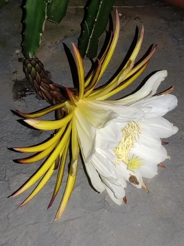 red pitaya (Hylocereus undatus), photograph