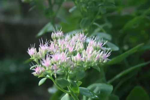 Photo: (c) Coulonges Philippe, some rights reserved · CC BY-SA · via iNaturalist sedum (Hylotelephium spectabile), photograph