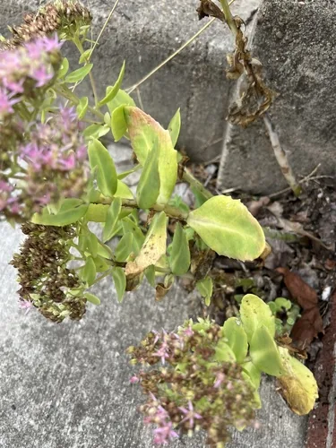Photo: no rights reserved · cc0 · via iNaturalist Sedum (Hylotelephium spectabile), photograph