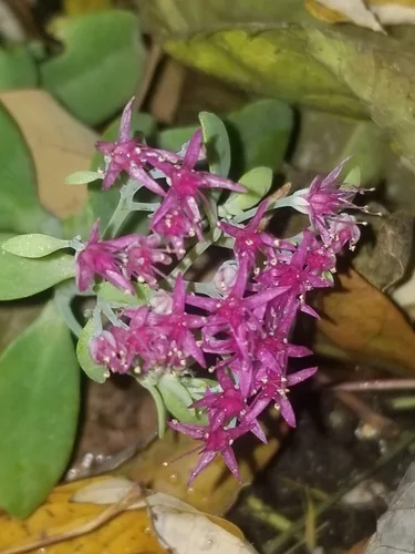 Sedum (Hylotelephium spectabile), photograph