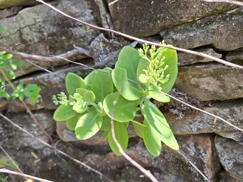 Sedum (Hylotelephium spectabile), photograph