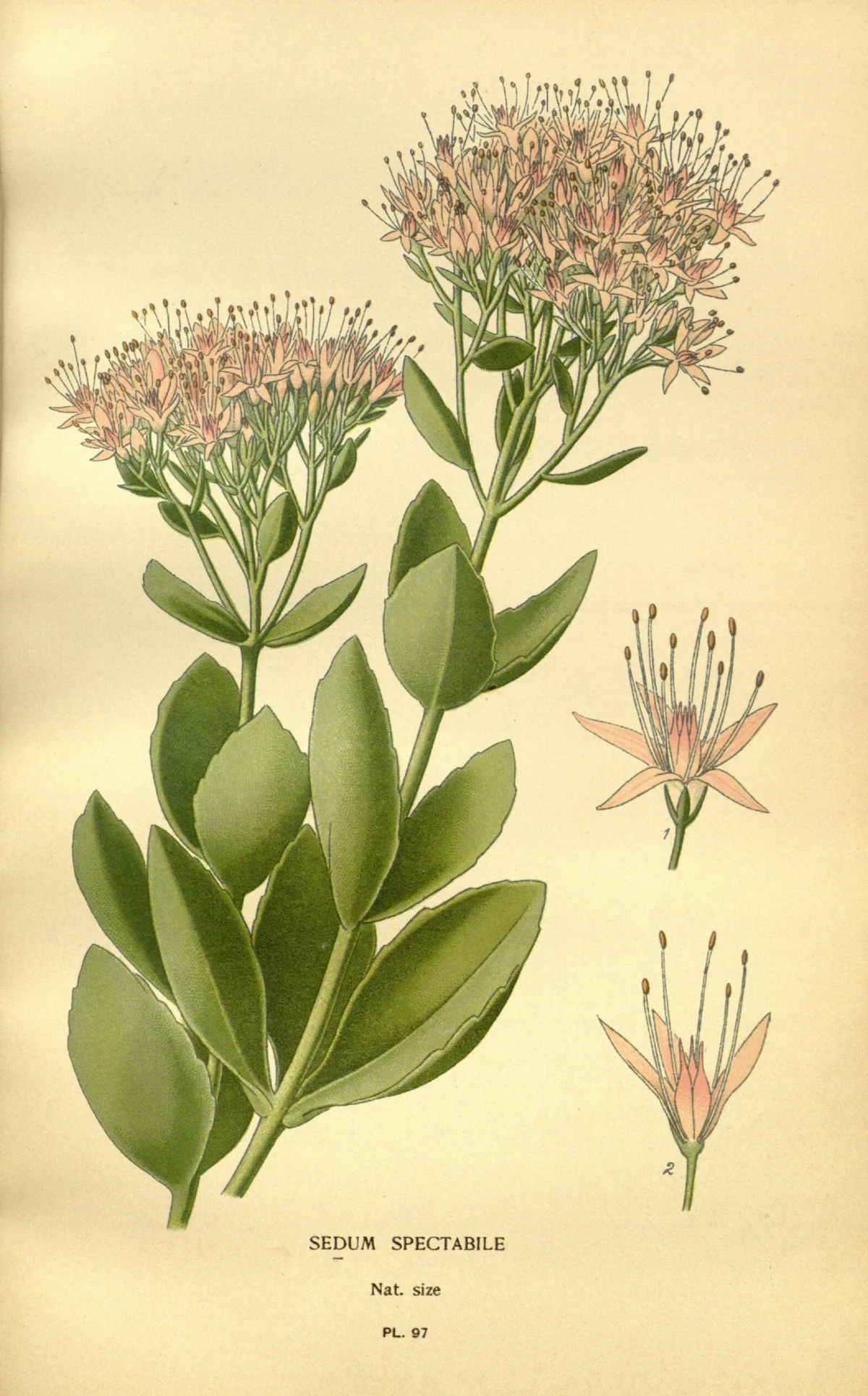 Sedum (Hylotelephium spectabile), botanical illustration