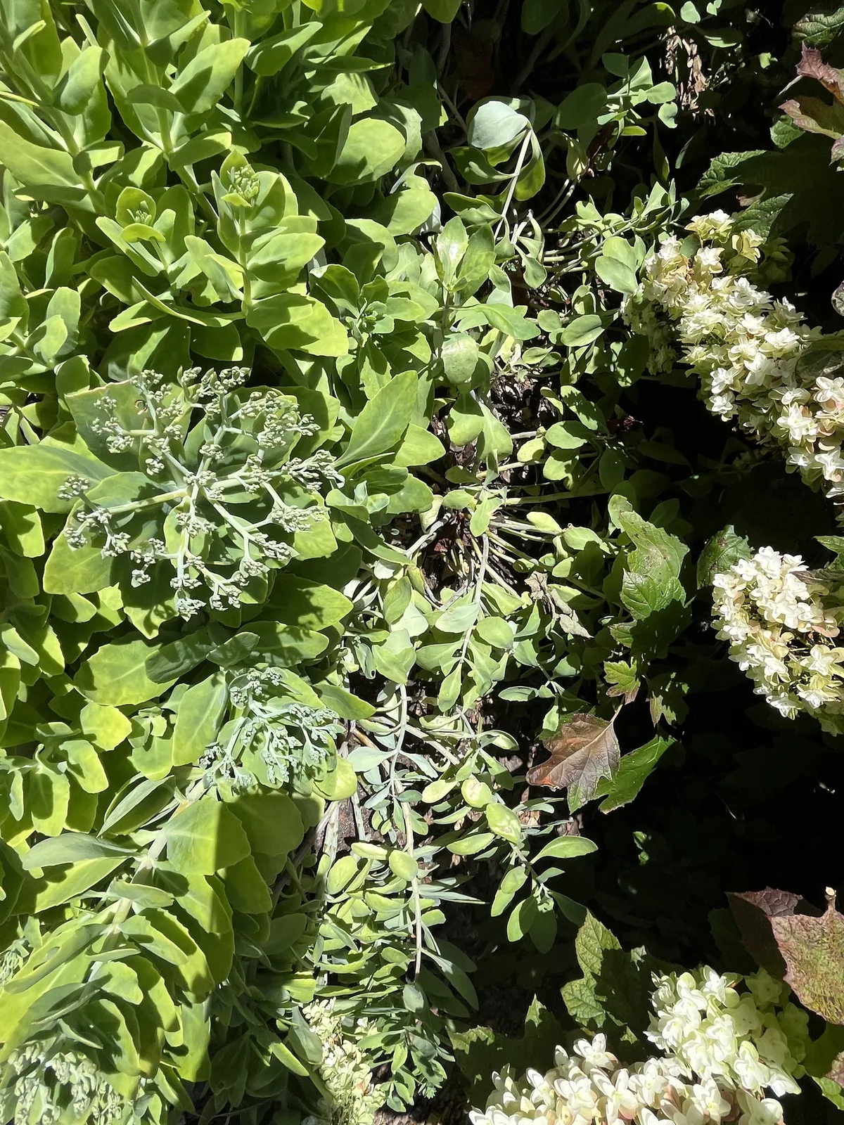 Sedum (Hylotelephium spectabile), photograph
