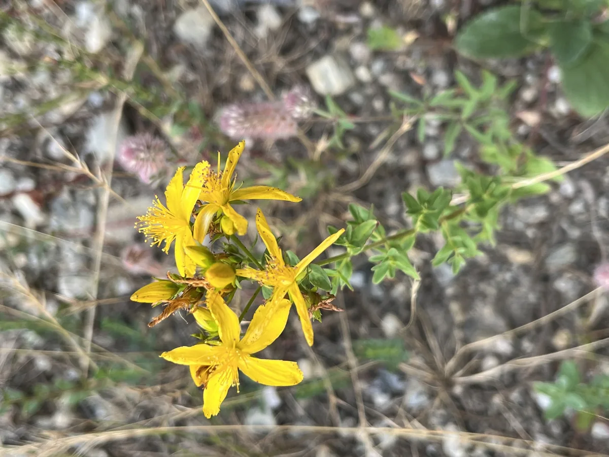 St Johns Wort (Hypericum perforatum), photograph