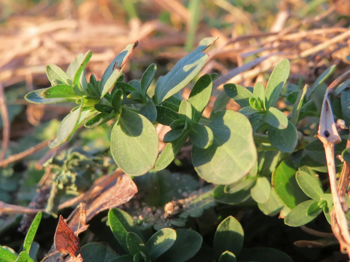 Photo: AnRo0002 · CC0 · via Wikimedia St Johns Wort (Hypericum perforatum), photograph