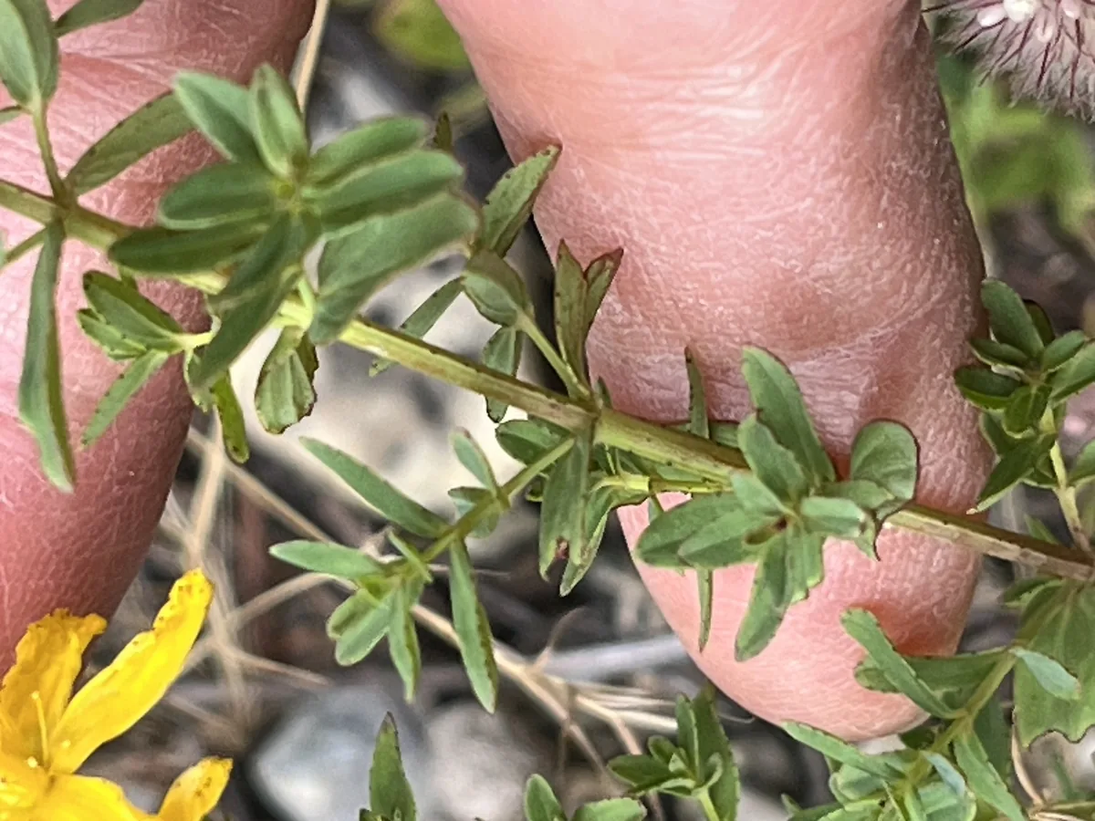 St Johns Wort (Hypericum perforatum), photograph