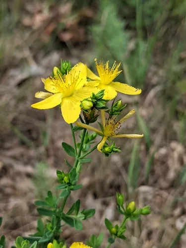 Photo: (c) Alan Prather, some rights reserved · CC BY · via iNaturalist St. Johns wort (Hypericum perforatum), photograph
