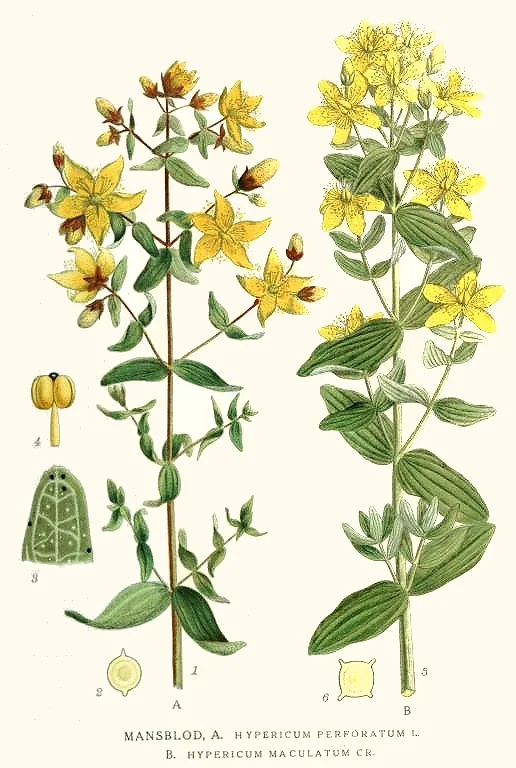 St Johns Wort (Hypericum perforatum), botanical illustration