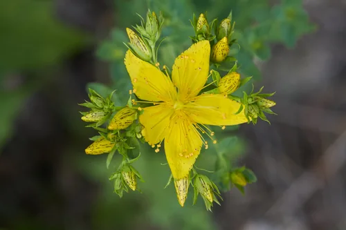 St Johns Wort (Hypericum perforatum), photograph