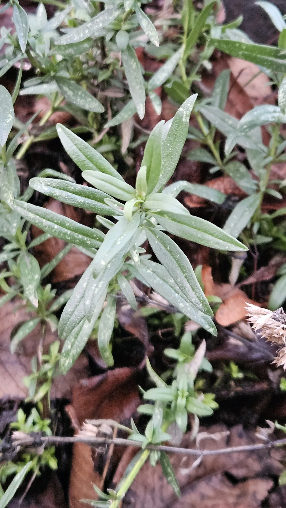 hyssop (Hyssopus officinalis), photograph