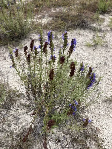 hyssop (Hyssopus officinalis), photograph