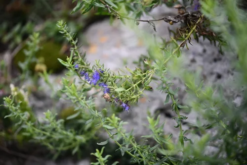 hyssop (Hyssopus officinalis), photograph
