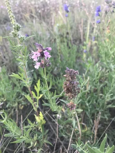 hyssop (Hyssopus officinalis), photograph