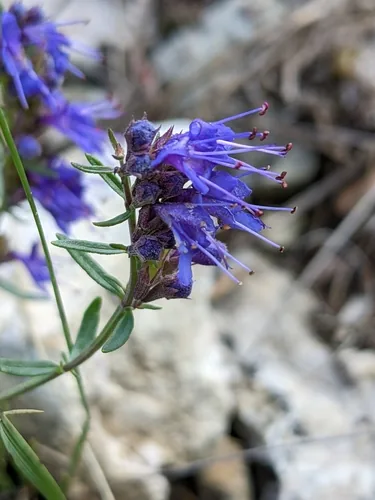 Photo: (c) Denis Bastianelli, some rights reserved · CC BY · via iNaturalist hyssop (Hyssopus officinalis), photograph