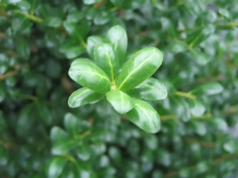 Japanese Holly (Ilex crenata), photograph