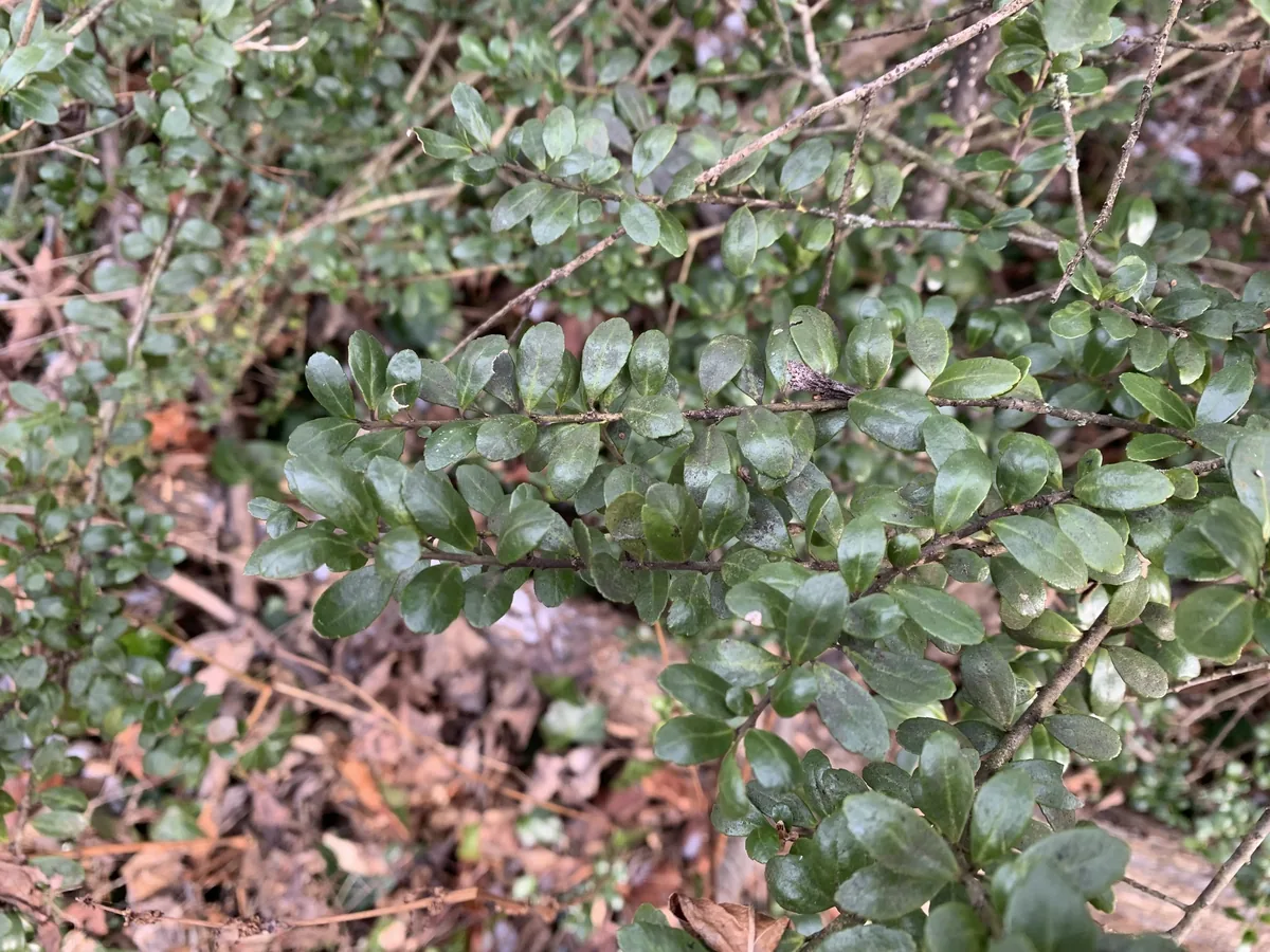 Japanese Holly (Ilex crenata), photograph
