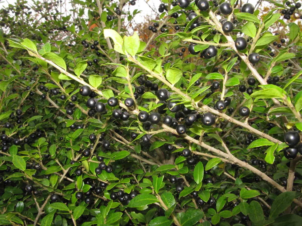Japanese Holly (Ilex crenata), photograph