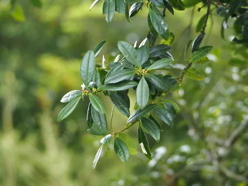 Japanese holly (Ilex crenata), photograph