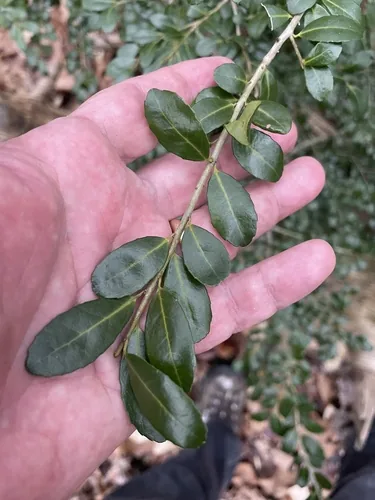 Photo: (c) Tom Pollard, some rights reserved (CC BY) · cc-by · via iNaturalist Japanese Holly (Ilex crenata), photograph
