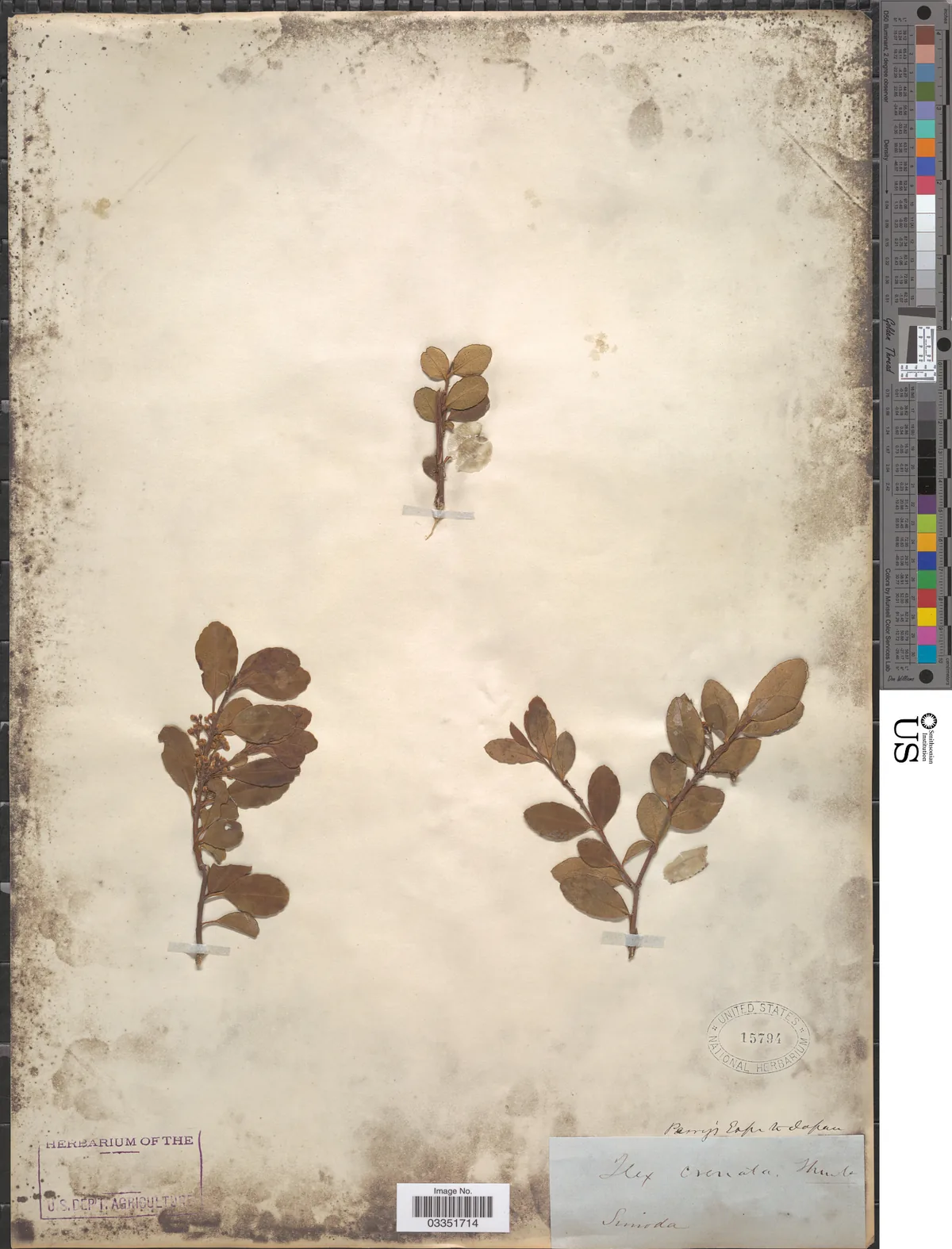 Japanese Holly (Ilex crenata), photograph