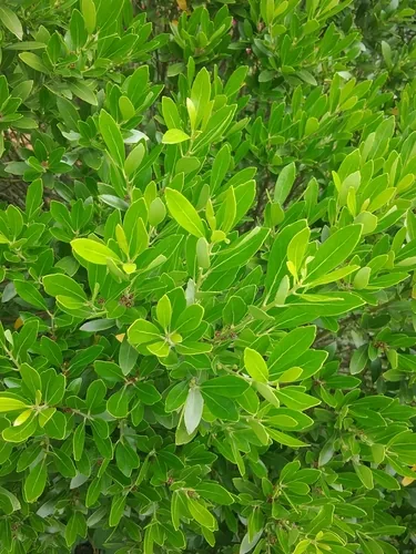 Inkberry (Ilex glabra), photograph