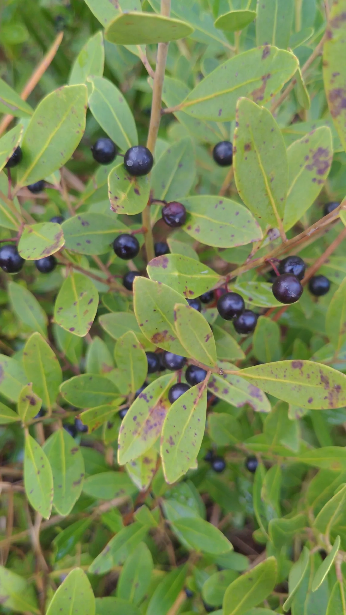 Photo: Kiany Perez, via iNaturalist · CC BY · via GBIF inkberry (Ilex glabra), photograph
