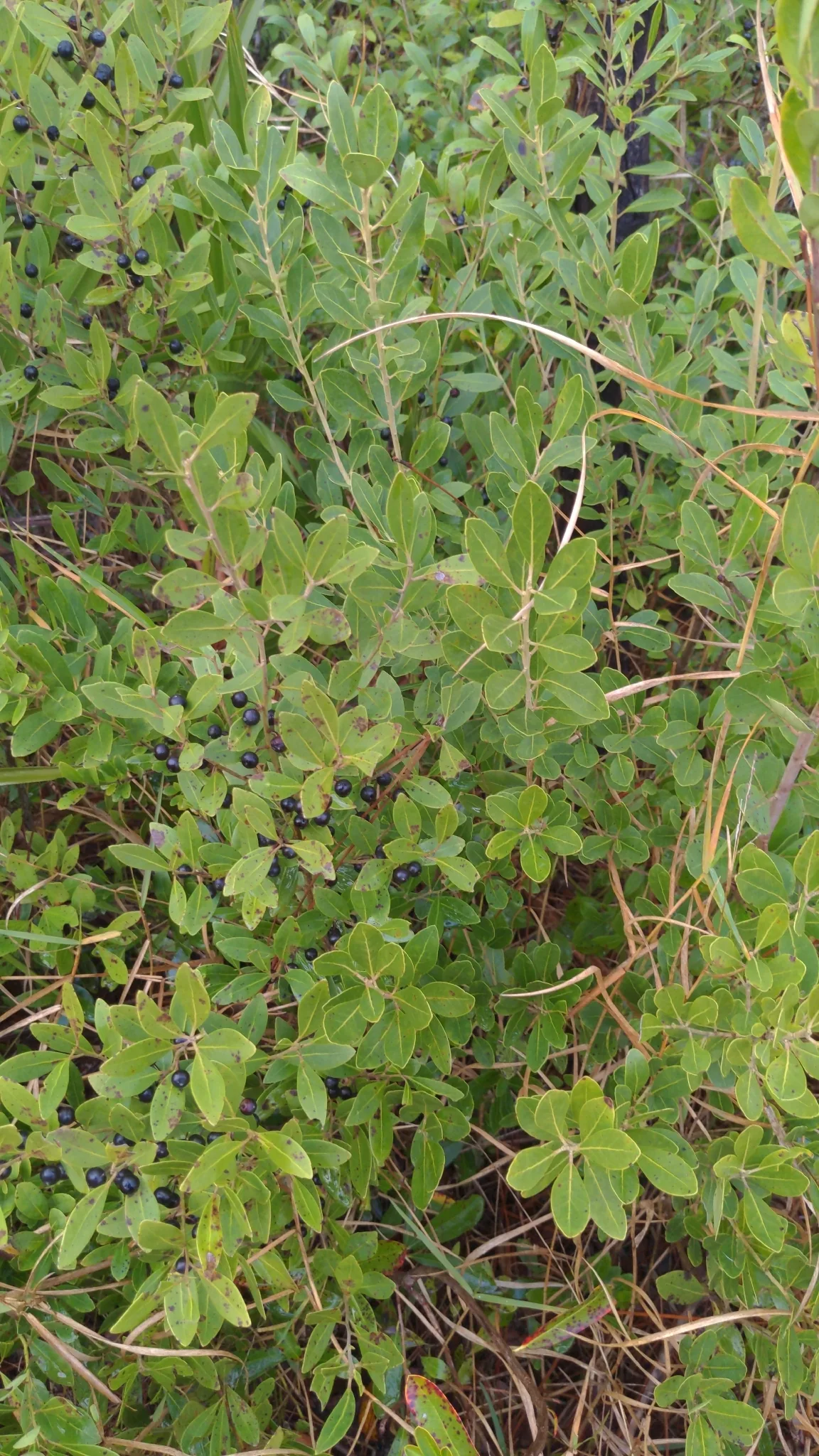 Inkberry (Ilex glabra), photograph