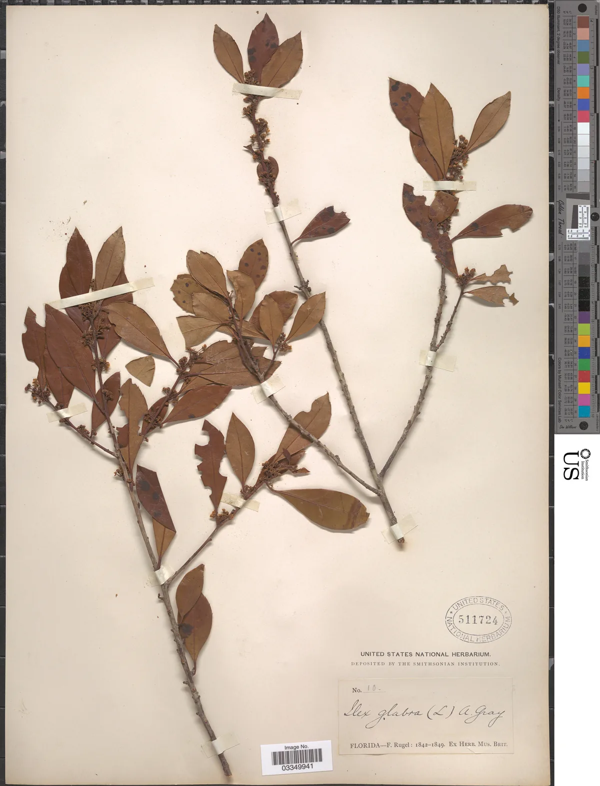 Inkberry (Ilex glabra), photograph