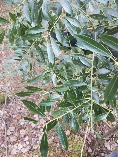 Inkberry (Ilex glabra), photograph