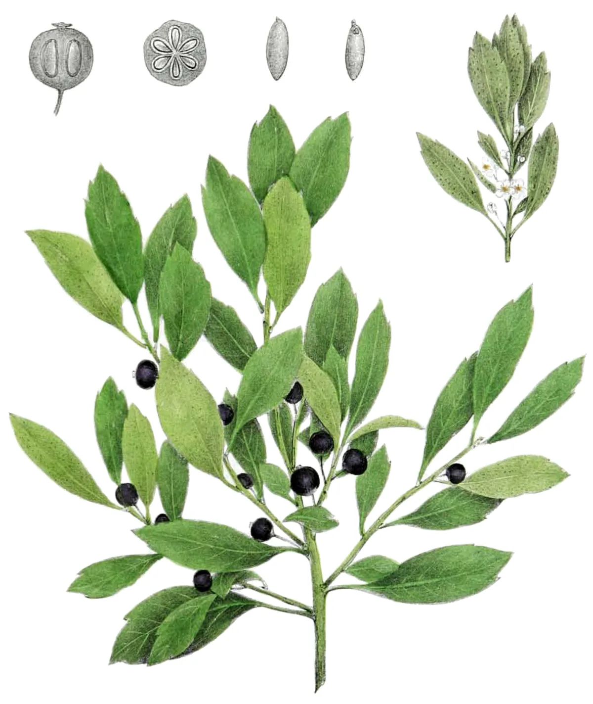Inkberry (Ilex glabra), botanical illustration