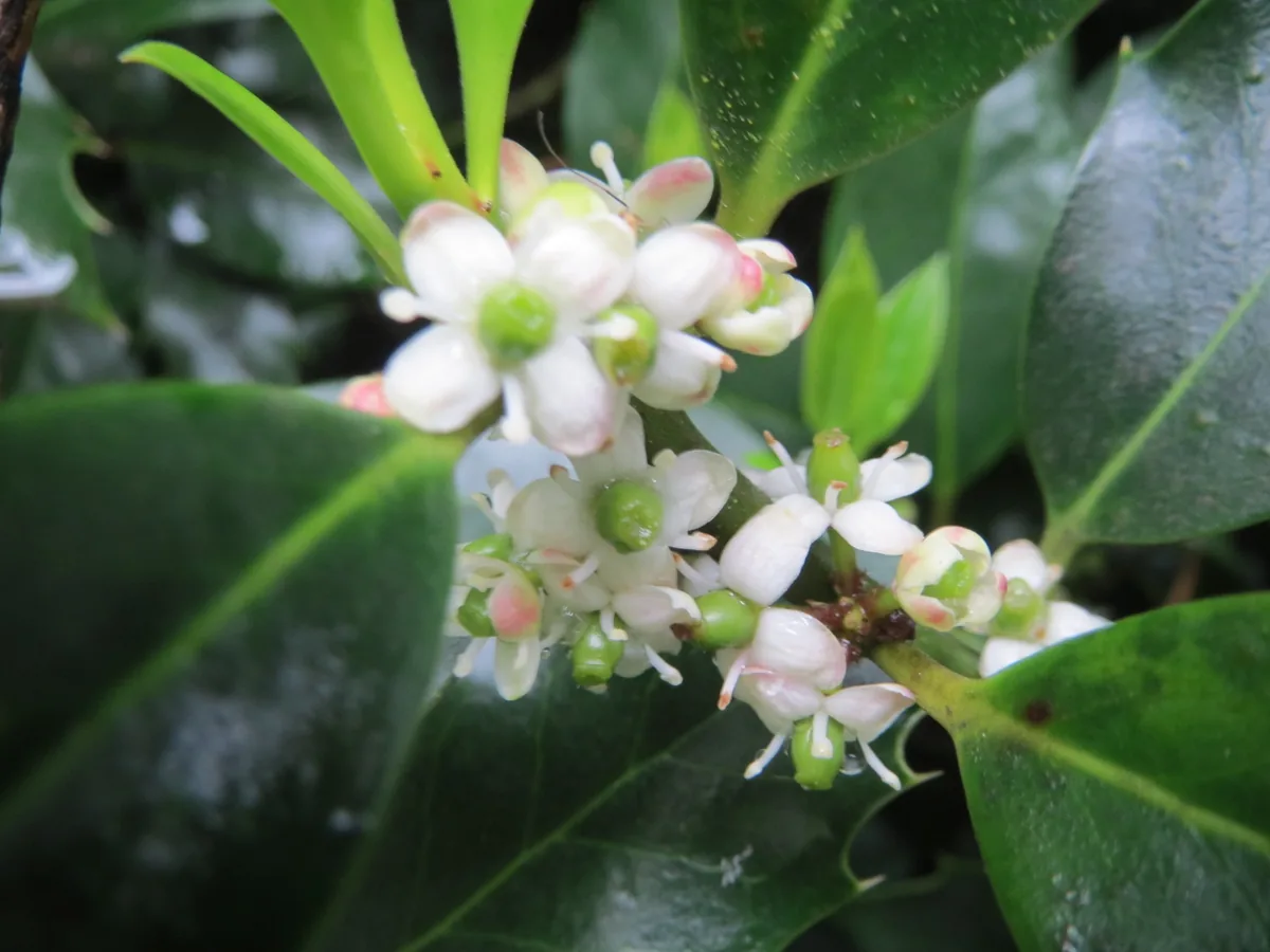 holly (Ilex opaca), photograph