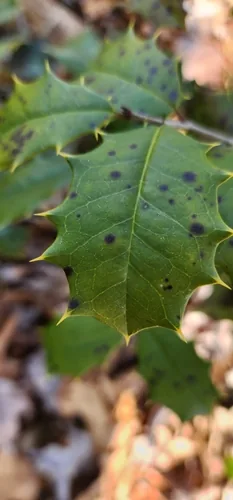 holly (Ilex opaca), photograph