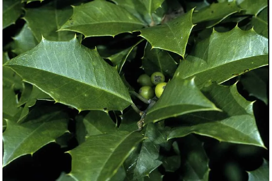 holly (Ilex opaca), photograph