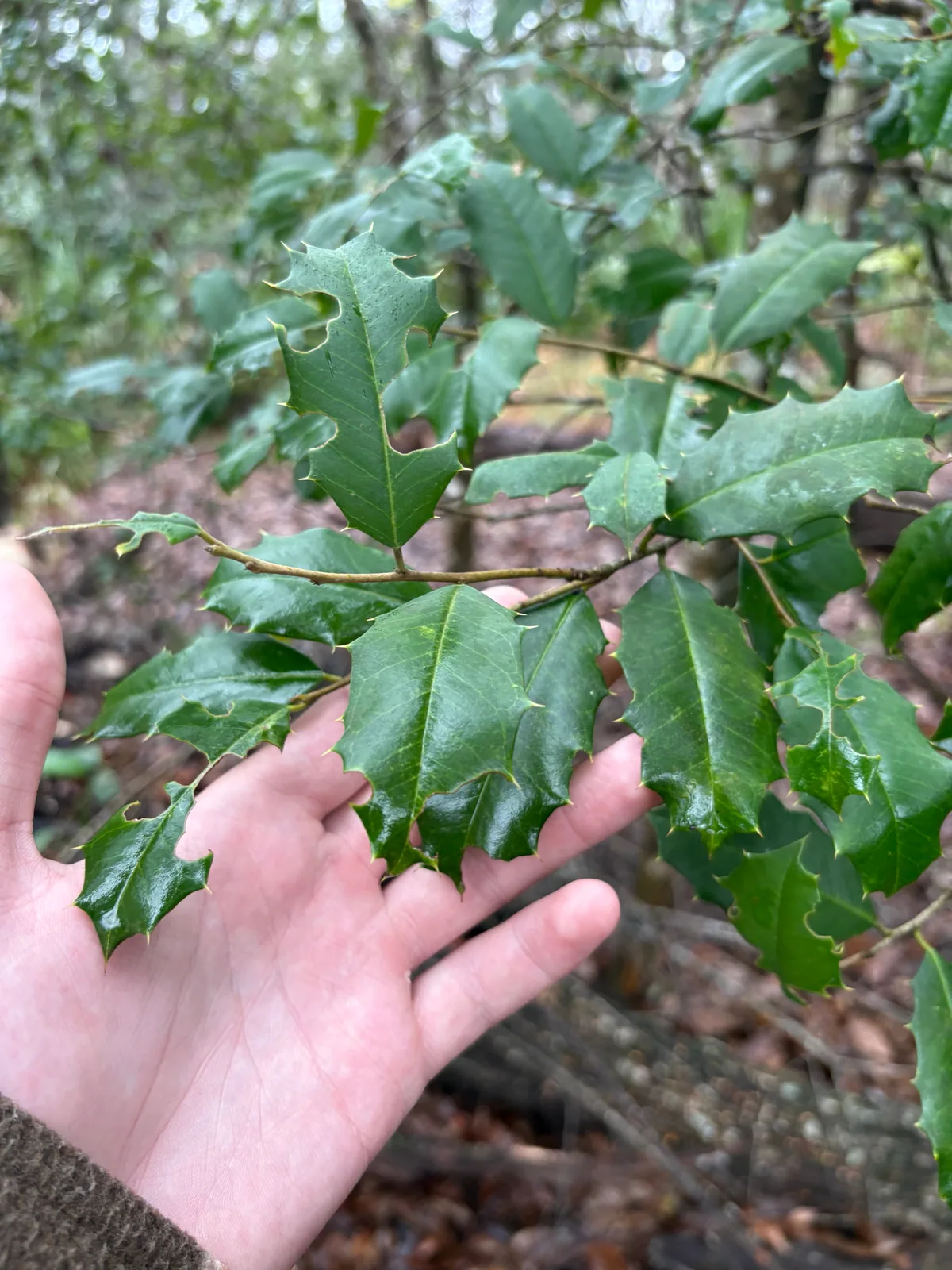 holly (Ilex opaca), photograph