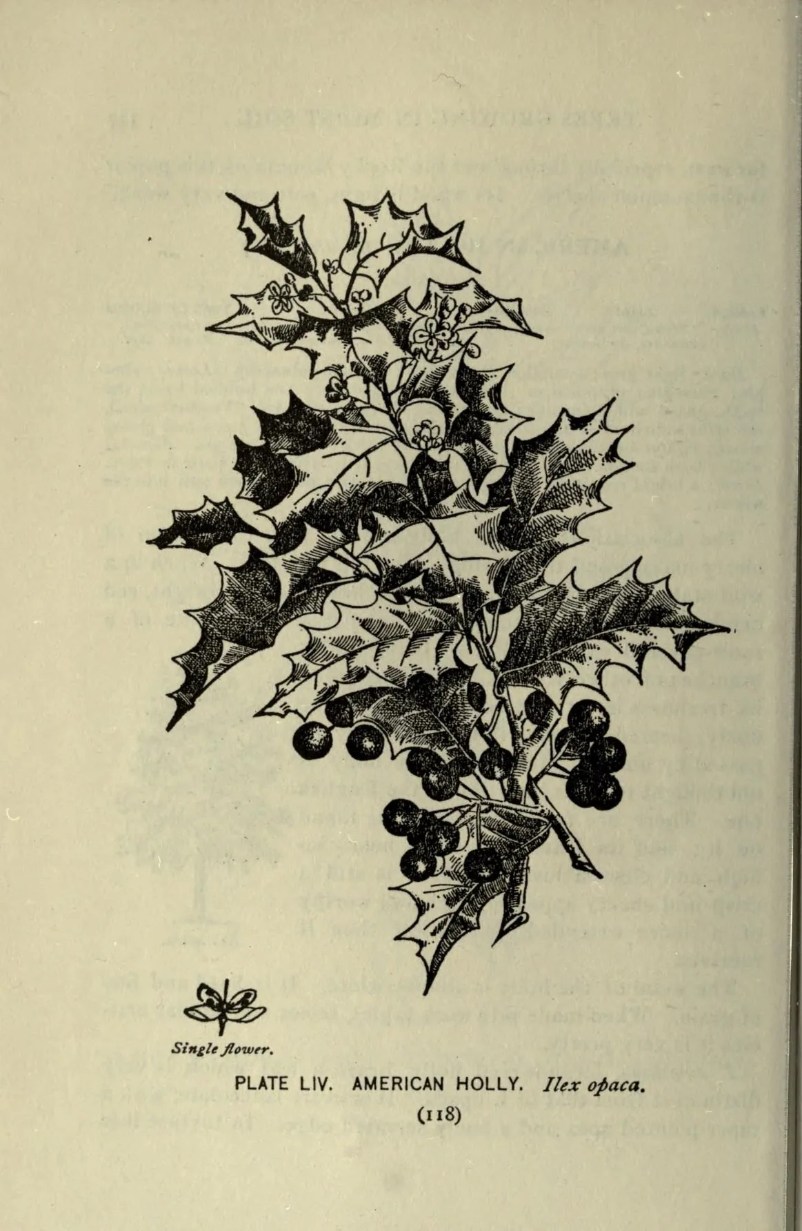 holly (Ilex opaca), botanical illustration