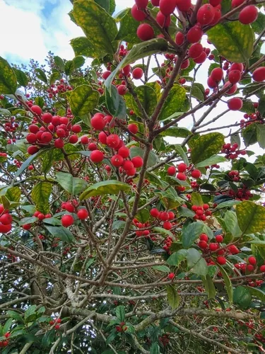 Holly, photograph