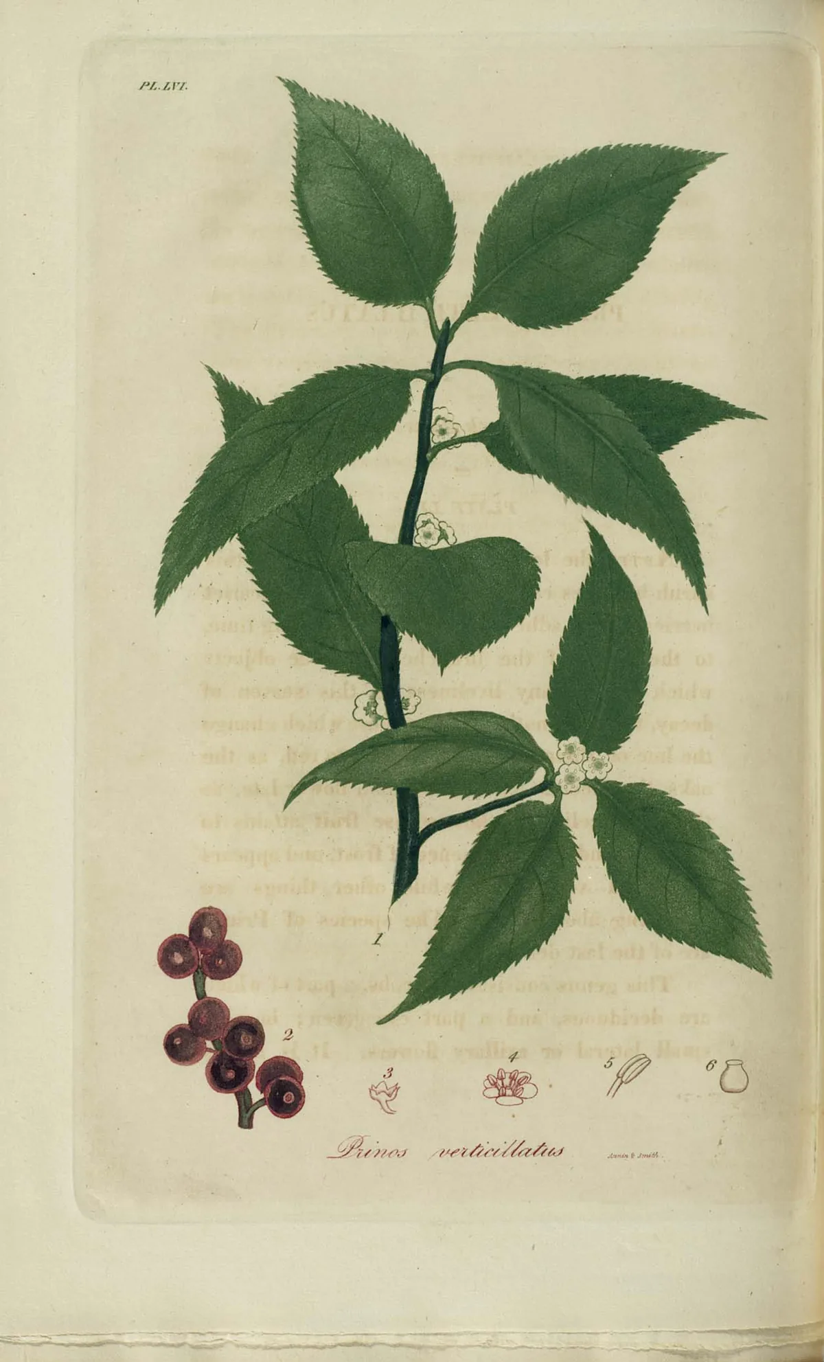 Winterberry (Ilex verticillata), botanical illustration