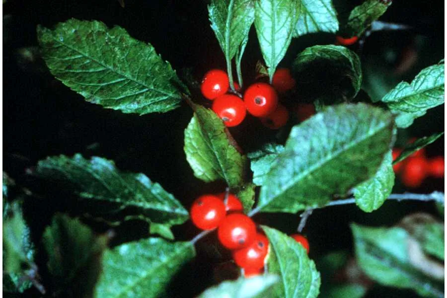 Winterberry (Ilex verticillata), photograph