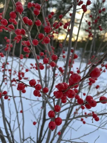 winterberry (Ilex verticillata), photograph