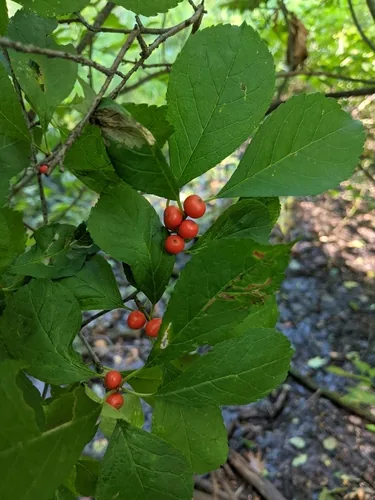 Photo: (c) Alan Prather, some rights reserved (CC BY) · cc-by · via iNaturalist Winterberry (Ilex verticillata), photograph